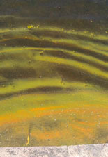 Algae-Scum-6-21-2011