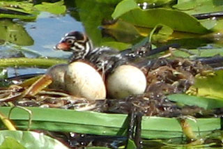 baby grebe and eggs in nest