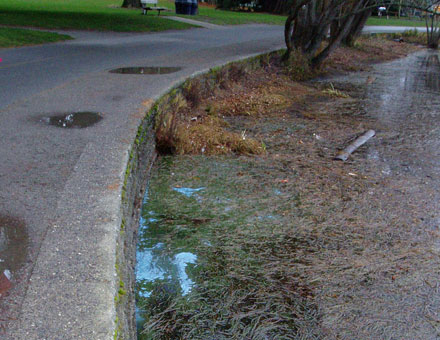 blue algae along the path