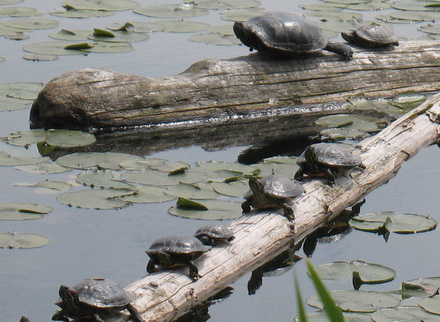 turtles on logs